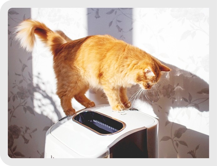 貓咪好奇的站在空氣清淨機上面，對著它觀察