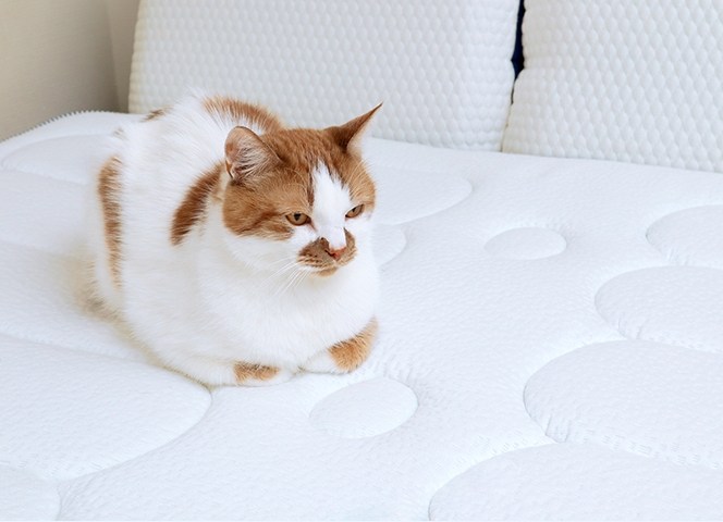 貓咪安靜的坐在床墊上